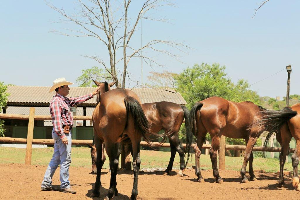 Quatro cavalos à direita e instrutor a esquerda interagindo com cavalo